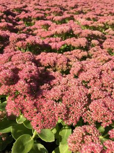Sedum 'Herbstfreude' C2 - afbeelding 2
