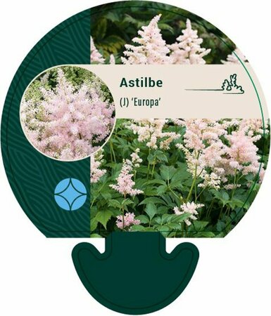 Astilbe japonica 'Europa' P9 - afbeelding 2