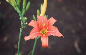 Hemerocallis 'Pink Damask' P9 - afbeelding 1
