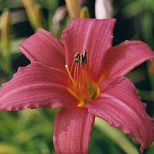 Hemerocallis 'Pink Damask' P9 - afbeelding 2