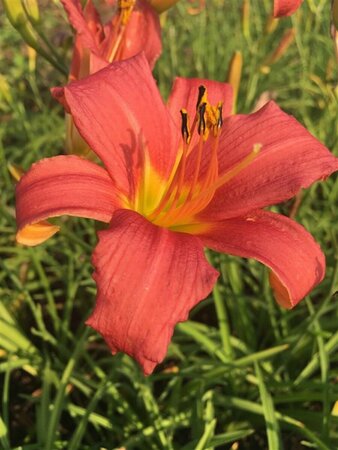 Hemerocallis 'Pink Damask' P9 - afbeelding 4