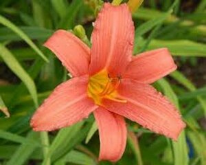 Hemerocallis 'Pink Damask' P9 - afbeelding 3