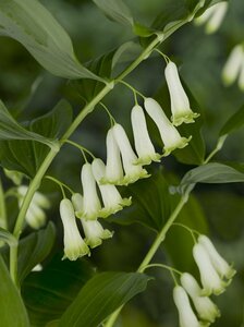 Polygonatum multiflorum P9 - afbeelding 2
