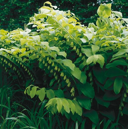 Polygonatum multiflorum P9 - afbeelding 4