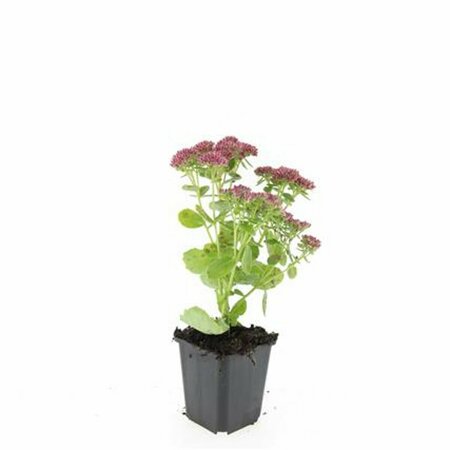 Sedum 'Herbstfreude' P9 - afbeelding 8