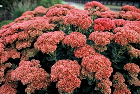 Sedum 'Herbstfreude' P9 - afbeelding 1
