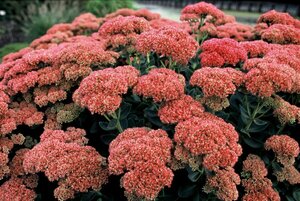 Sedum 'Herbstfreude' P9 - afbeelding 1
