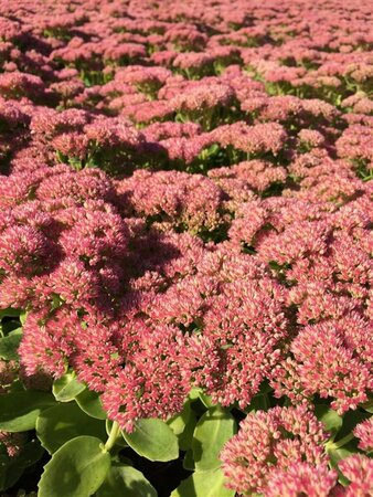 Sedum 'Herbstfreude' P9 - afbeelding 2