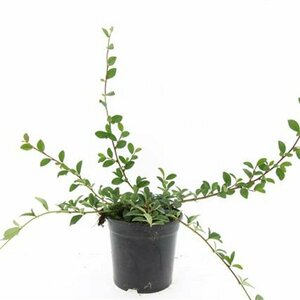 Cotoneaster dammeri C1.5 - afbeelding 10