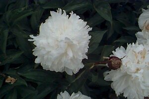 Paeonia lactiflora 'Festiva Maxima' P11