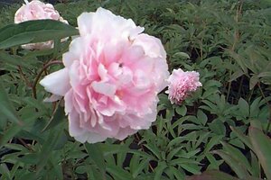 Paeonia lactiflora 'Sarah Bernhardt' P11 - afbeelding 1