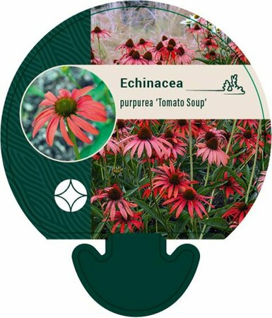 Echinacea purpurea 'Tomato Soup' P9 - afbeelding 1