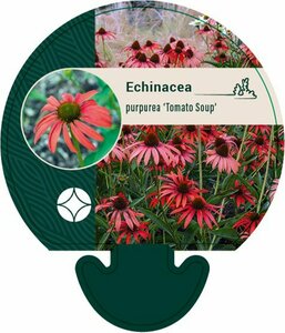 Echinacea purpurea 'Tomato Soup' P9