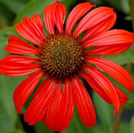 Echinacea purpurea 'Tomato Soup' P9 - afbeelding 2