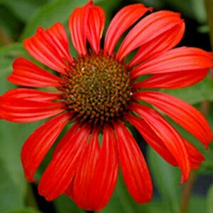 Echinacea purpurea 'Tomato Soup' P9 - afbeelding 2