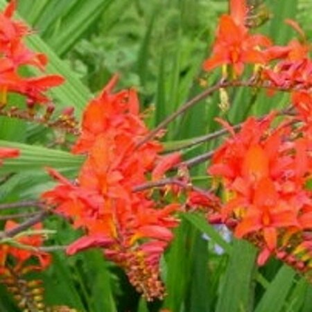 Crocosmia 'Lucifer' P9 - afbeelding 4
