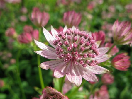 Astrantia major 'Pink Pride' P9 - afbeelding 2