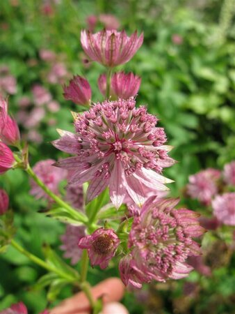 Astrantia major 'Pink Pride' P9 - afbeelding 3