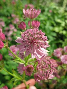 Astrantia major 'Pink Pride' P9 - afbeelding 3