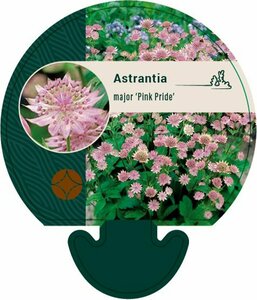 Astrantia major 'Pink Pride' P9 - afbeelding 1