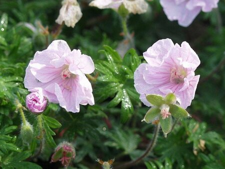 Geranium sanguineum striatum P9 - afbeelding 3