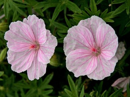 Geranium sanguineum striatum P9 - afbeelding 4
