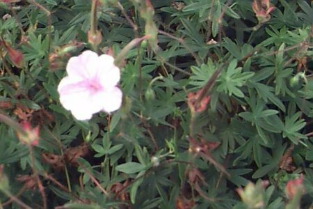 Geranium sanguineum striatum P9 - afbeelding 1