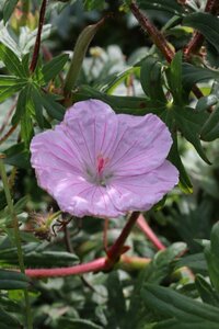 Geranium sanguineum striatum P9 - afbeelding 7