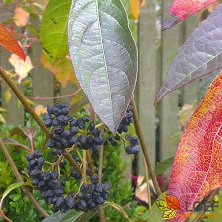 Aronia melanocarpa 100/125 C. - afbeelding 1