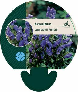 Aconitum carmichaelii 'Arendsii' P9 - afbeelding 4