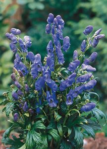 Aconitum carmichaelii 'Arendsii' P9 - afbeelding 3