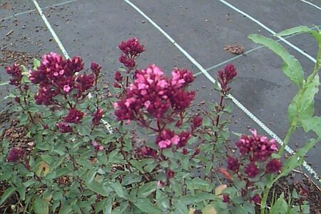 Origanum laevigatum 'Herrenhausen' P9 - afbeelding 1