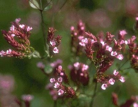 Origanum laevigatum 'Herrenhausen' P9 - afbeelding 2