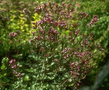 Origanum laevigatum 'Herrenhausen' P9 - afbeelding 3