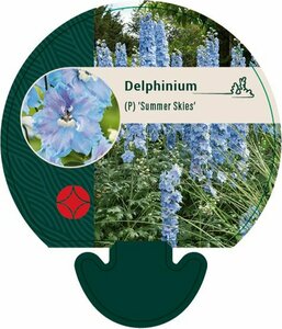 Delphinium pacific 'Summer Skies' P9 - afbeelding 1