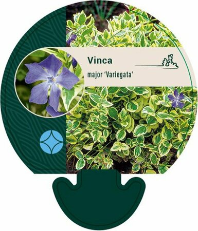 Vinca major 'Variegata' P9 - afbeelding 2