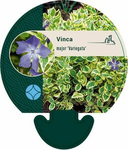Vinca major 'Variegata' P9 - afbeelding 2
