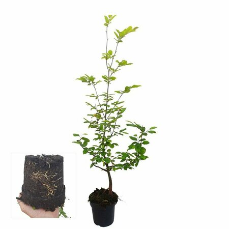 Carpinus betulus 250/275 C. Meerstammig - afbeelding 9