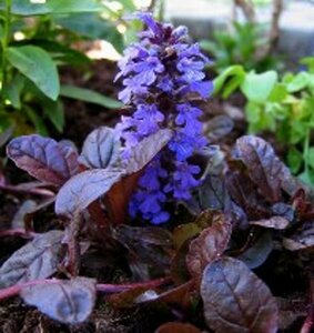 Ajuga reptans 'Braunherz' P9 - afbeelding 2