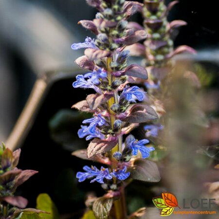 Ajuga reptans 'Braunherz' P9 - afbeelding 5
