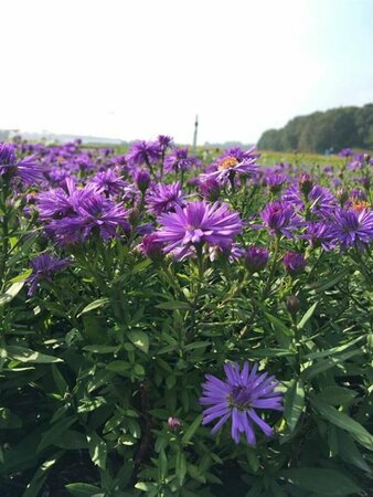 Aster dumosus 'Prof. Anton Kippenberg' P9 - afbeelding 13