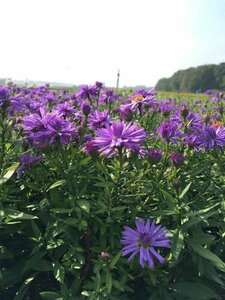 Aster dumosus 'Prof. Anton Kippenberg' P9 - afbeelding 13
