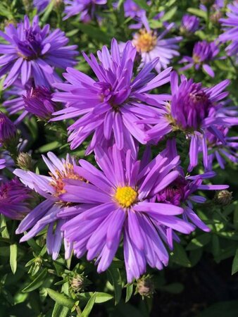 Aster dumosus 'Prof. Anton Kippenberg' P9 - afbeelding 10