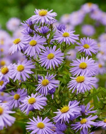 Aster dumosus 'Prof. Anton Kippenberg' P9 - afbeelding 9