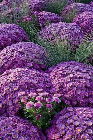 Aster dumosus 'Prof. Anton Kippenberg' P9 - afbeelding 7