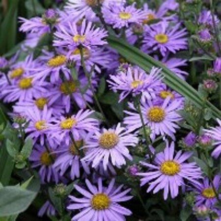 Aster dumosus 'Prof. Anton Kippenberg' P9 - afbeelding 6