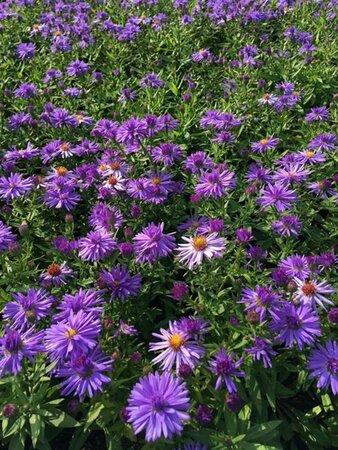 Aster dumosus 'Prof. Anton Kippenberg' P9 - afbeelding 11