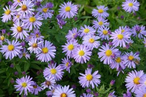 Aster dumosus 'Prof. Anton Kippenberg' P9 - afbeelding 5