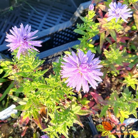 Aster dumosus 'Prof. Anton Kippenberg' P9 - afbeelding 14