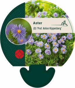 Aster dumosus 'Prof. Anton Kippenberg' P9 - afbeelding 15